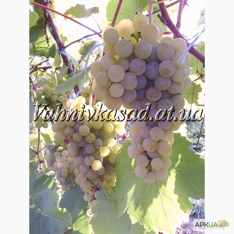 Фото 3. Саджанці винограду Цитроний Магарача