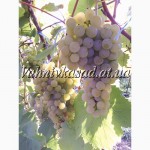 Саджанці винограду Цитроний Магарача