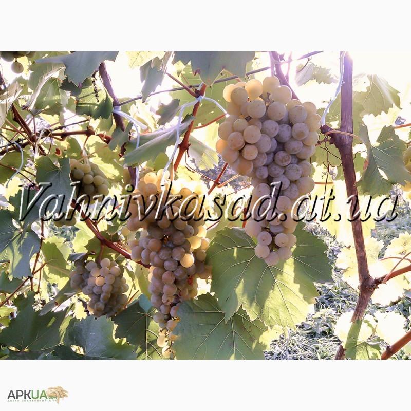 Фото 4. Саджанці винограду Цитроний Магарача