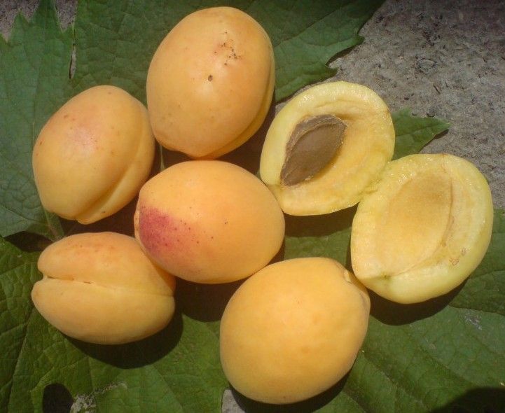 Фото 2. Абрикоса подвой алыча абрикос пумиселект Питомник выращивает саженцы плодовых деревьев опт