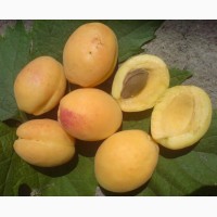 Абрикоса подвой алыча абрикос пумиселект Питомник выращивает саженцы плодовых деревьев опт
