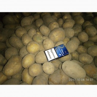Куплю картофель в Черниговской и соседних областях