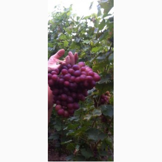 Продам виноград элитных сортов(ризамат, аркадия, кадрянка, лора и др)