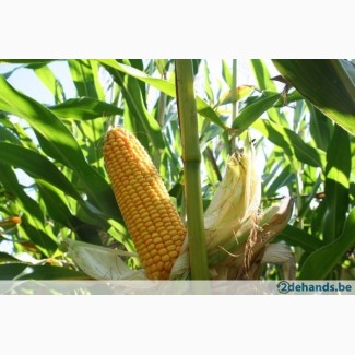 Продам семена кукурузы Полтава ФАО 270