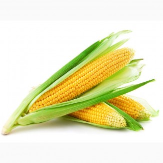 Закупаем зерно кукурузы в базе от 1ООт