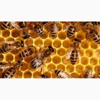 Срочно! бджолопакет пчелопакеты Карпатка продам выгодно