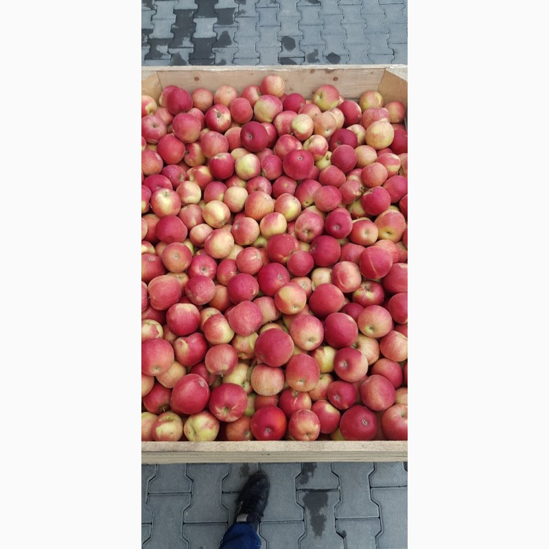 Фото 2. Продам яблука Айдарет