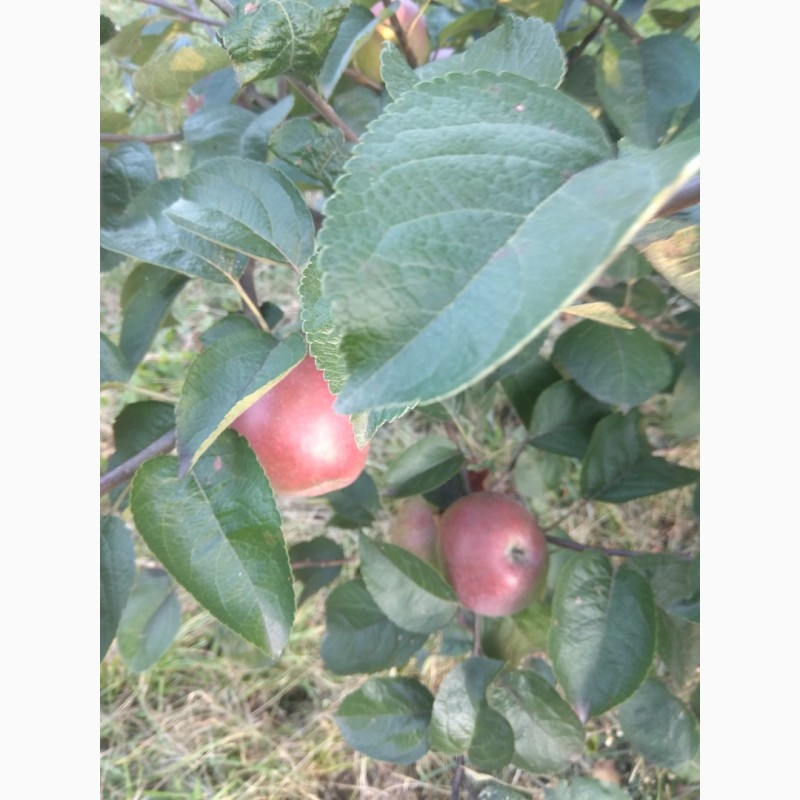 Фото 3. Продам яблука