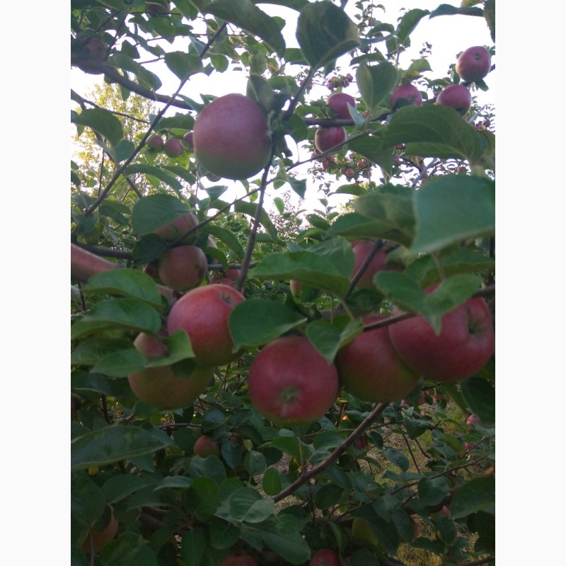 Фото 5. Продам яблука