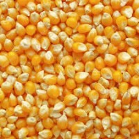 Закупаем некондиционное зерно кукурузы (дробленое, битое, влажное, не ГОСТ)