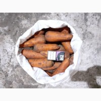 Продам морковь Каскад оптом от производителя