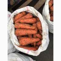 Продам моркву абако шантане