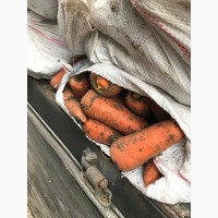 Продам моркву абако шантане