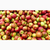 Підприємство закуповує яблука от 25 тон