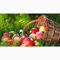Підприємство закуповує яблука от 25 тон