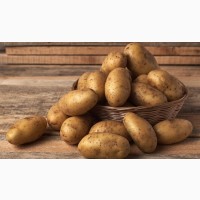 Продам насінневу картоплю 1 репродукції, фракція 35-55 мм