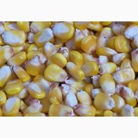 Семена кукурузы ВН 63