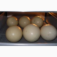 Страусиные яйца инкубационные на экспорт и Украина