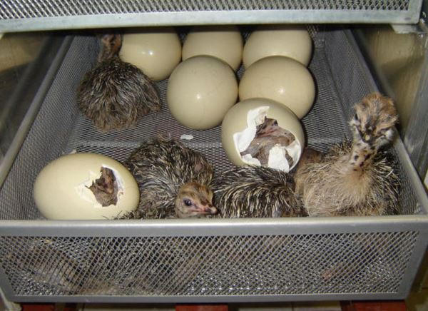 Фото 2. Страусиные яйца инкубационные на экспорт и Украина