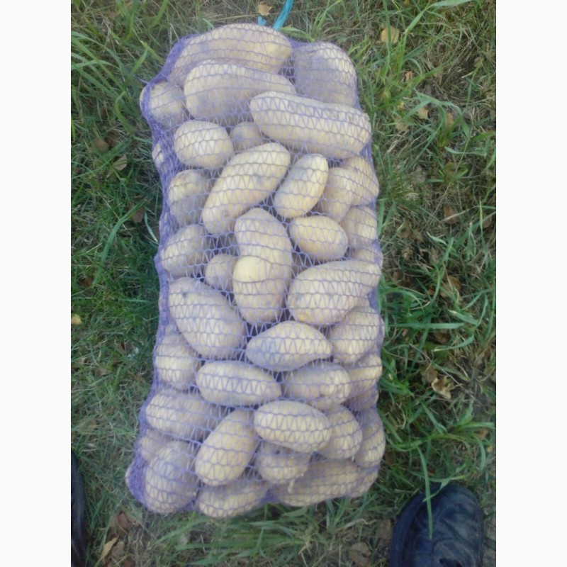 Фото 2. Фермерське господарство реалізує картоплю в кількості ( 200т.), сорт Гранада. Ціна 6.5