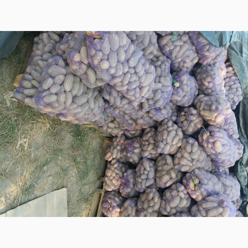 Фото 4. Фермерське господарство реалізує картоплю в кількості ( 200т.), сорт Гранада. Ціна 6.5