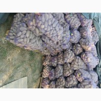 Фермерське господарство реалізує картоплю в кількості ( 200т.), сорт Гранада. Ціна 6.5