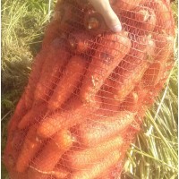 Морковь сетевого качества, сорт Абако, опт от 10 тонн с поля