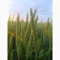 Насіння пшениці яра дворучка Леннокс та Широкко 1 репродукція