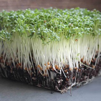 Продам семена Микрозелень (Микрогрин) Кресс-салат