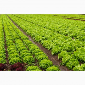 Вирощування зелені, салату
