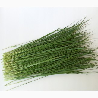 Зубровка (трава) фасовка от 100 грамм - 1 кг