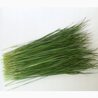 Зубровка (трава) фасовка от 100 грамм - 1 кг