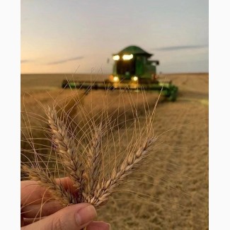 Куплю зернові та зернобобові