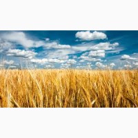 Урожай 2023. Купим пшеницу оптом