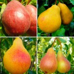 Саженцы крупноплодных сортов вишни и черешни Питомник Чудеса Сада