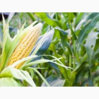 Закупівля кукурудзи на Ізмаїл по всій Україні