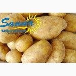 Картофель семенной Ривьера, Тирас и другие со склада в Виннице