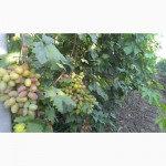Недорого продам виноград элитных сортов