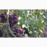 Недорого продам виноград элитных сортов