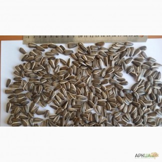 Полосатые семечки подсолнечника / striped sunflower seeds 22/64