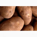 Фермерское хозяйство продает семенной картофель