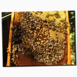 Продам бджолопакети 3+1, 50-80 шт. в Черкаській обл