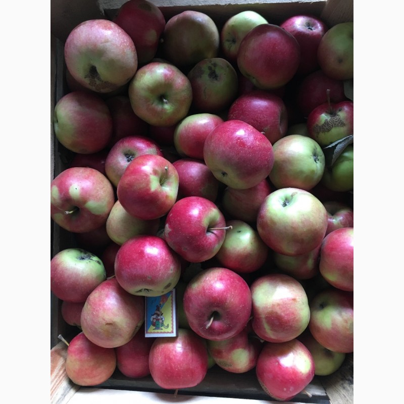 Фото 7. Продамо яблука