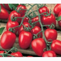 Купить помидоры крупным оптом