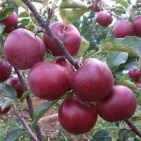 Продам дешево найкращі яблука Вінницької області: Чемпіон, Флоріна