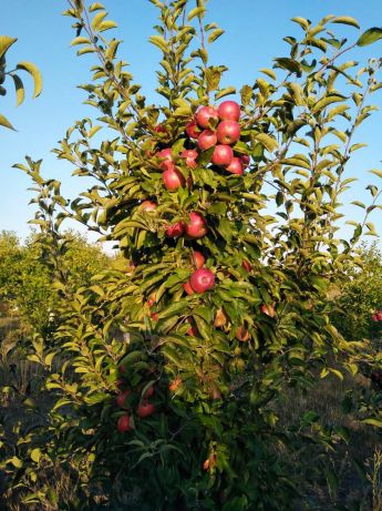 Фото 3. Продам яблука з саду