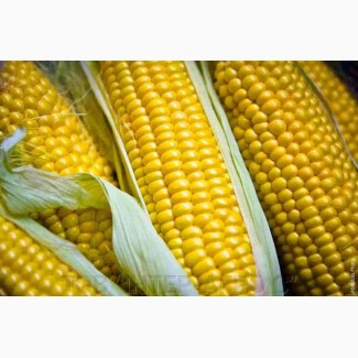 Семена Кукурузы ДКС 4795 (DKC 4795)