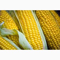Семена Кукурузы ДКС 4795 (DKC 4795)