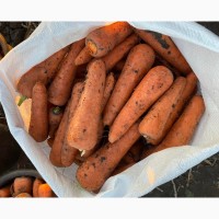 Морковь Абако, высокого качества, опт от 10 тонн с поля по лучшим ценам