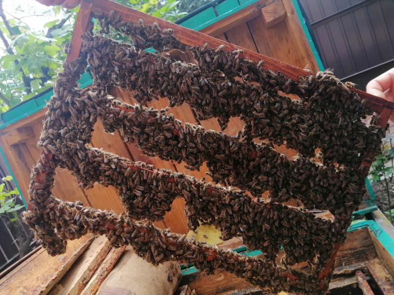 Фото 5. Продаются пчеломатки Карпатка. Бджоломатки